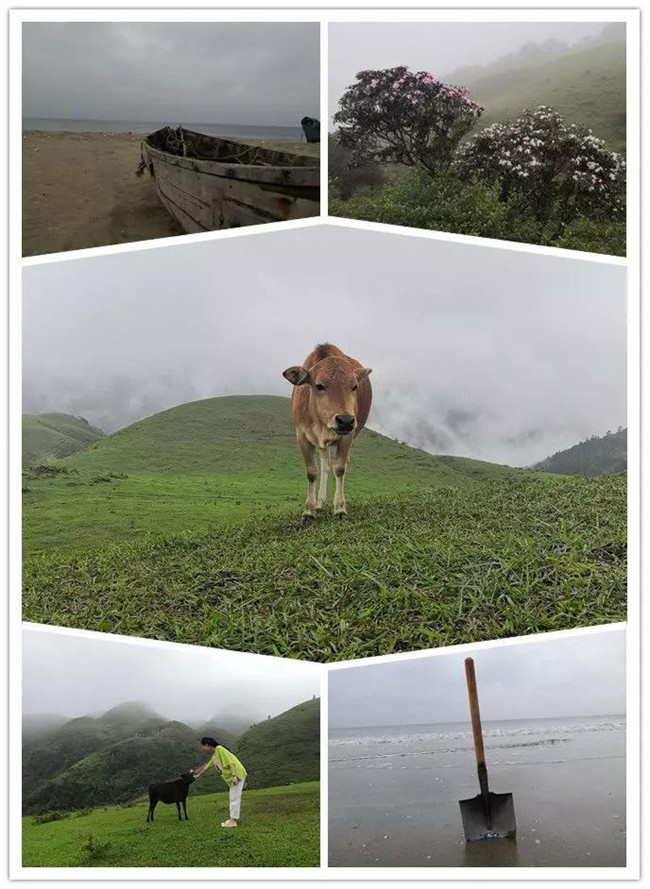 5月1日，陽西藍袍藍看海，陽春雞籠頂?shù)巧劫p高山杜鵑