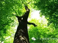 【博皓感悟】欲為大樹(shù)，莫與草爭(zhēng)